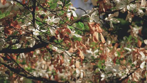 primer plano de hojas coloridas y flores en un árbol en una cálida luz soleada