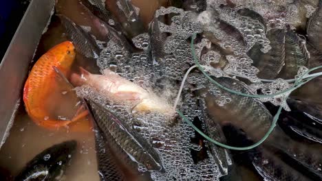 fish being washed and cleaned at market