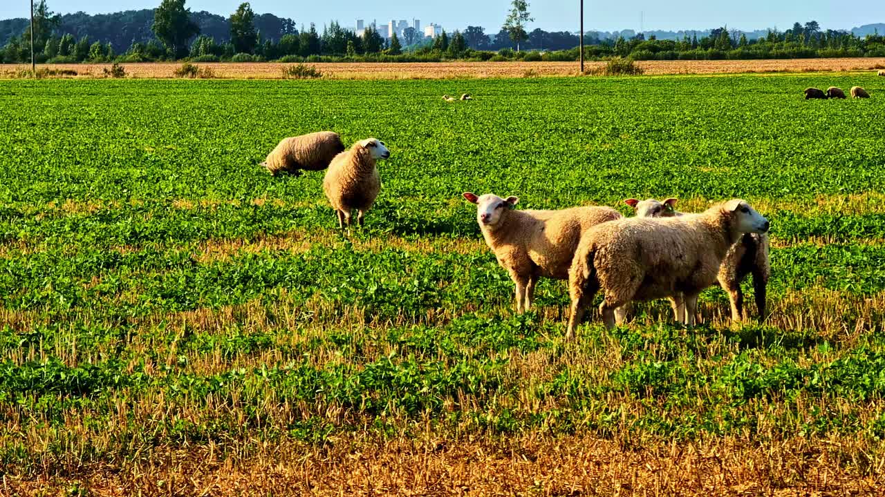 Sheep grazing in a green field