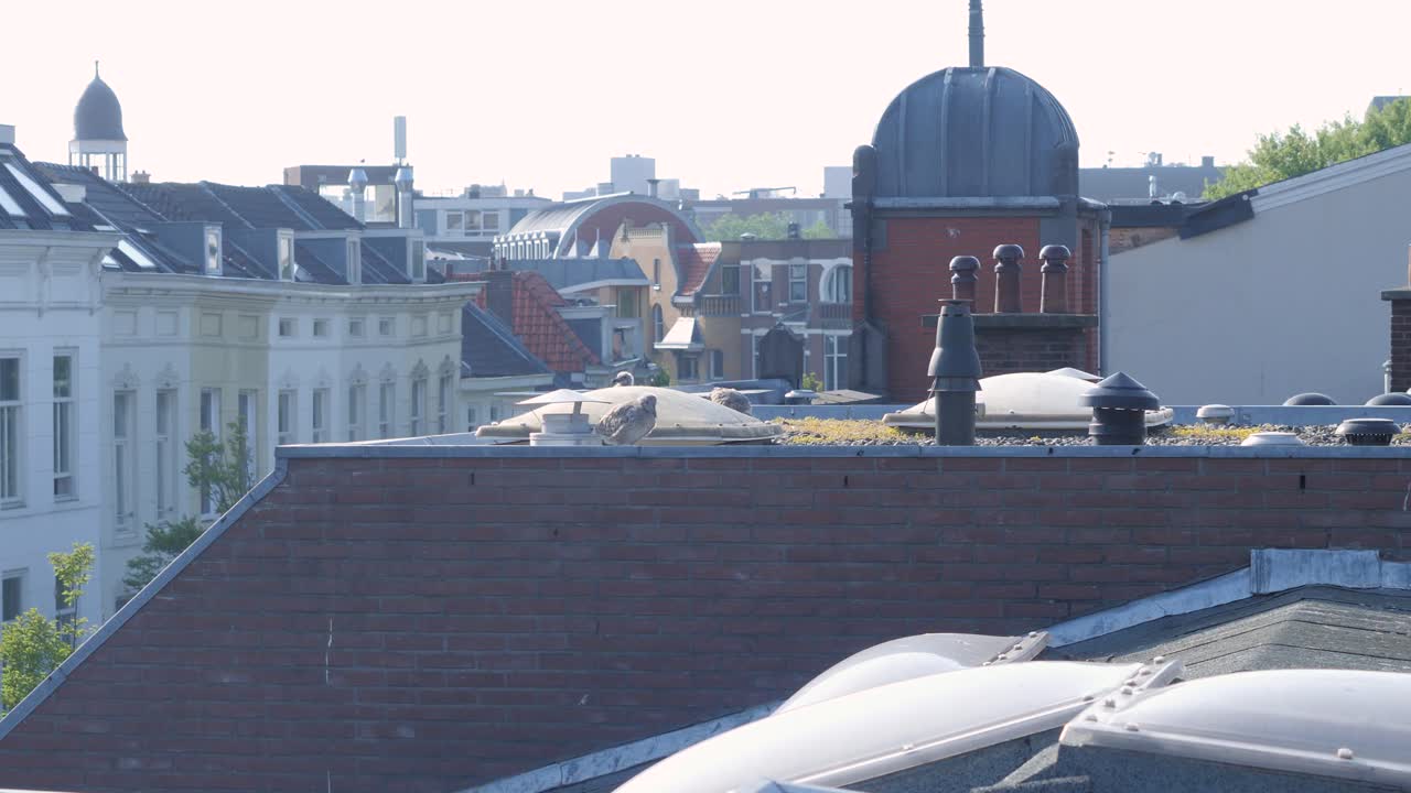 un polluelo de gaviota en el borde de un edificio