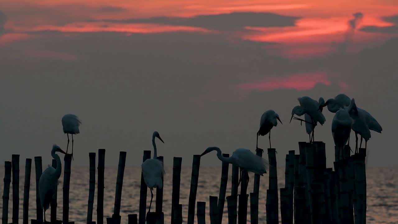 la garceta grande, también conocida como garceta común o garceta grande