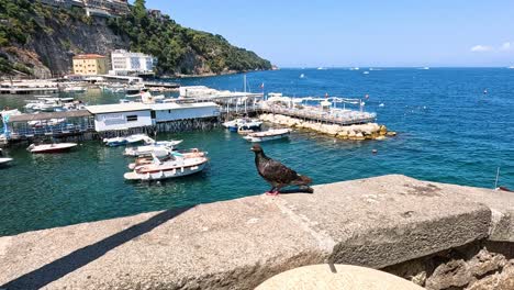 pigeon perched, then flying over sorrento marina