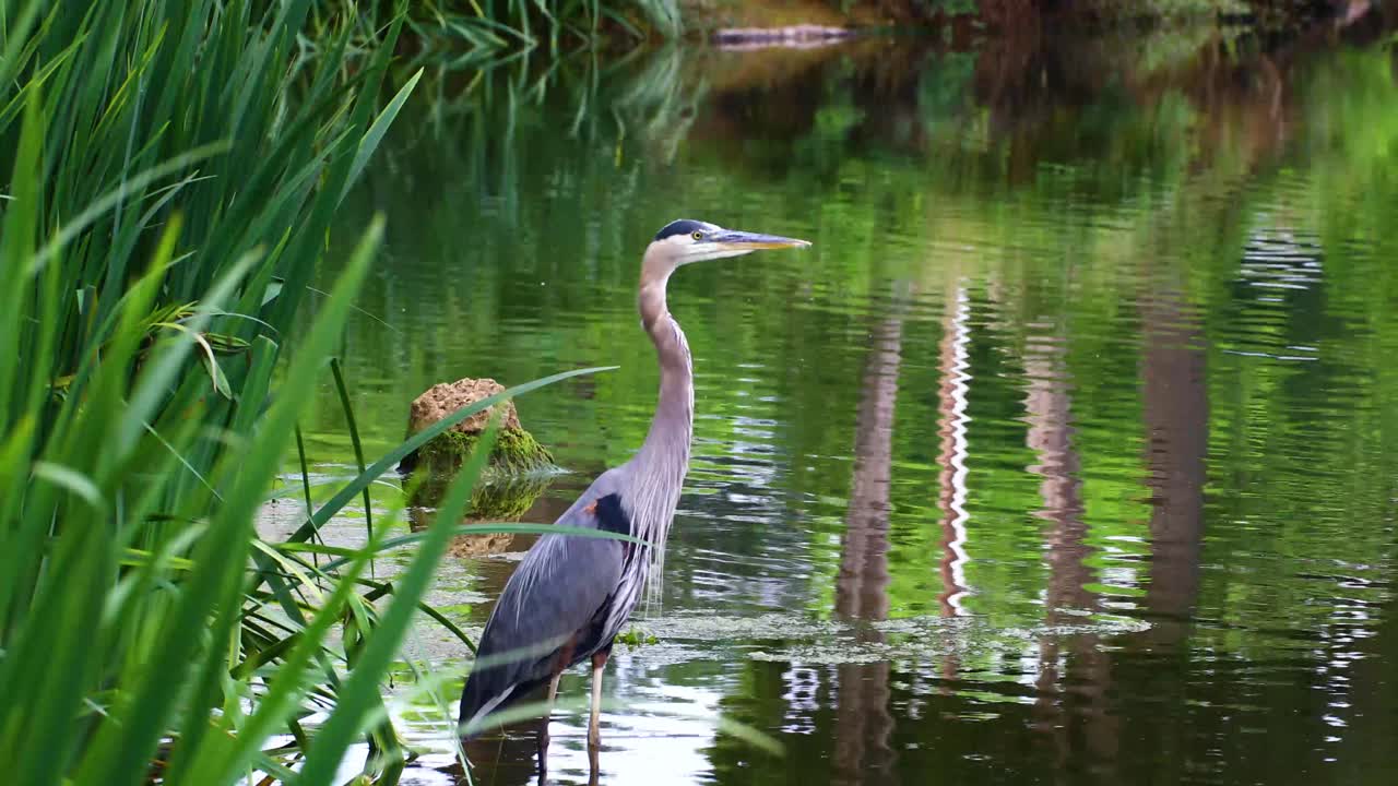 Blue Heron(Ardea herodias) on a shoreline with water plants around it.  Camera is static.