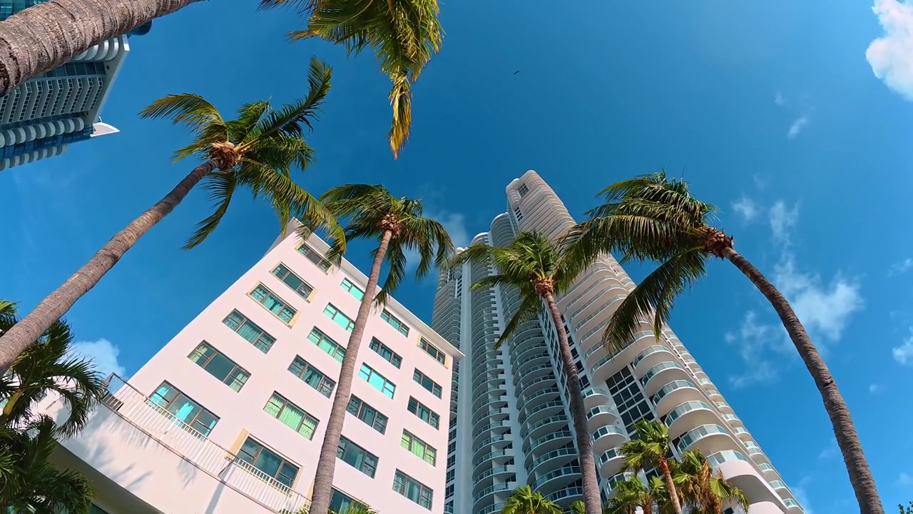 Alte palme e moderno grattacielo bianco a Miami. Vista dal basso di fronde verdi che incorniciano un edificio residenziale a più piani sotto un cielo azzurro e soleggiato