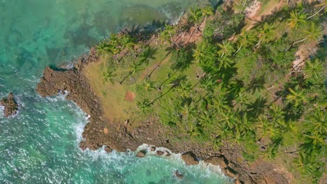 afloramiento rocoso con vegetación exótica y palmeras, playa los coquitos