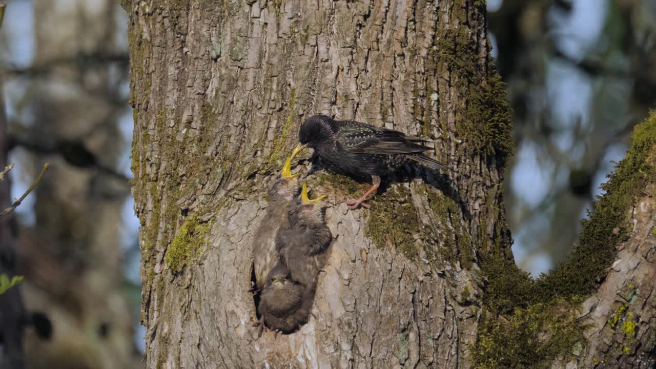 Mother Starling bird parent cleaning three grey baby fledglings in hollow tree nest hungry slow motion