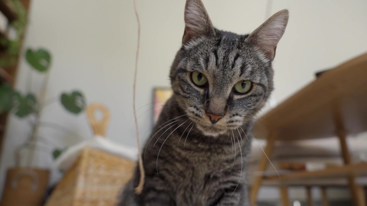 Acercamiento lento a un gato atigrado juguetón persiguiendo un hilo en el interior antes de mirar con curiosidad hacia la cámara en un hogar acogedor.