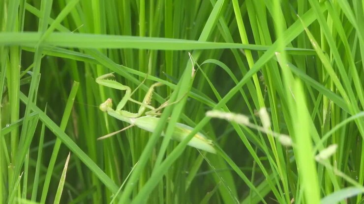 Praying mantis green rice grass - green - grass - Insect