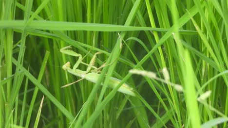 praying mantis green rice grass - green - grass - insect