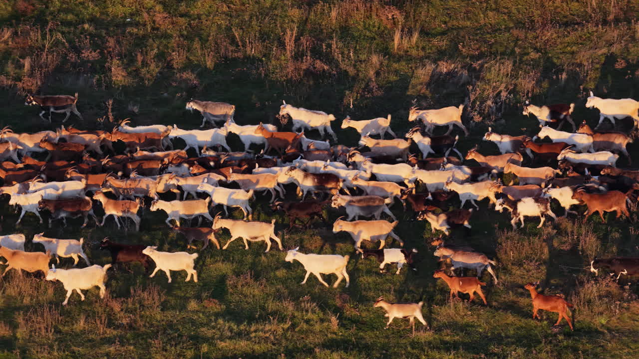 Aerial drone view showing a large herd of goats moving together across a field in Moldova during sunset