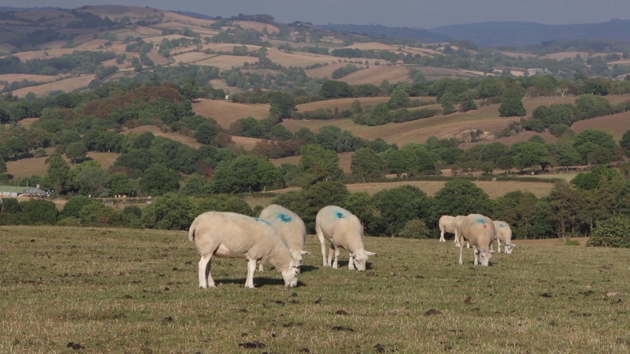 Pecore al pascolo sotto il caldo sole serale durante una lunga estate secca. Powys, Galles. 2026