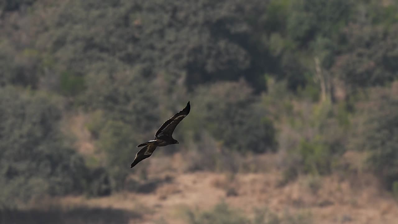 L'aquila delle steppe vola sopra le creste montuose, mostrando forza e controllo mentre cavalca le correnti d'aria.