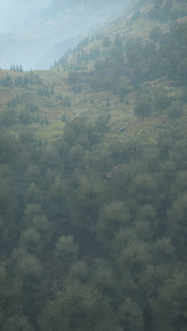 a misty forest on a hillside