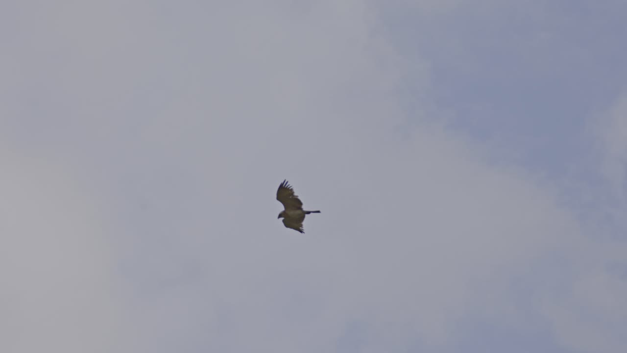 Short-toed snake eagle (Circaetus gallicus) soaring in the sky while searching for prey