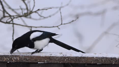 magpie walks on snowy fence eating seeds during snowfall, then jumps off and exits frame