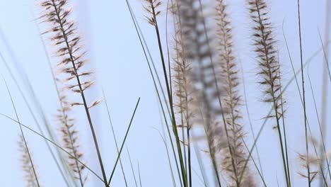 primer plano de las flores de la hierba balanceándose en el viento