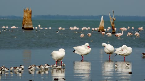 hermosa escena natural con aves playeras y flamencos en un lago