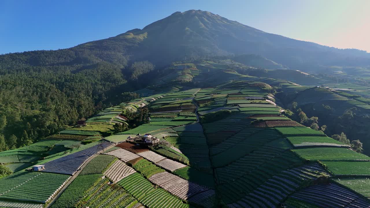 vista aérea de una plantación de verduras en la montaña sumbing, indonesia en una hermosa mañana
