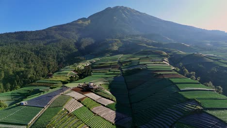 Aerial-view-of-Vegetable-plantation-on-the-Sumbing-Mountain,-Indonesia-in-beautiful-morning