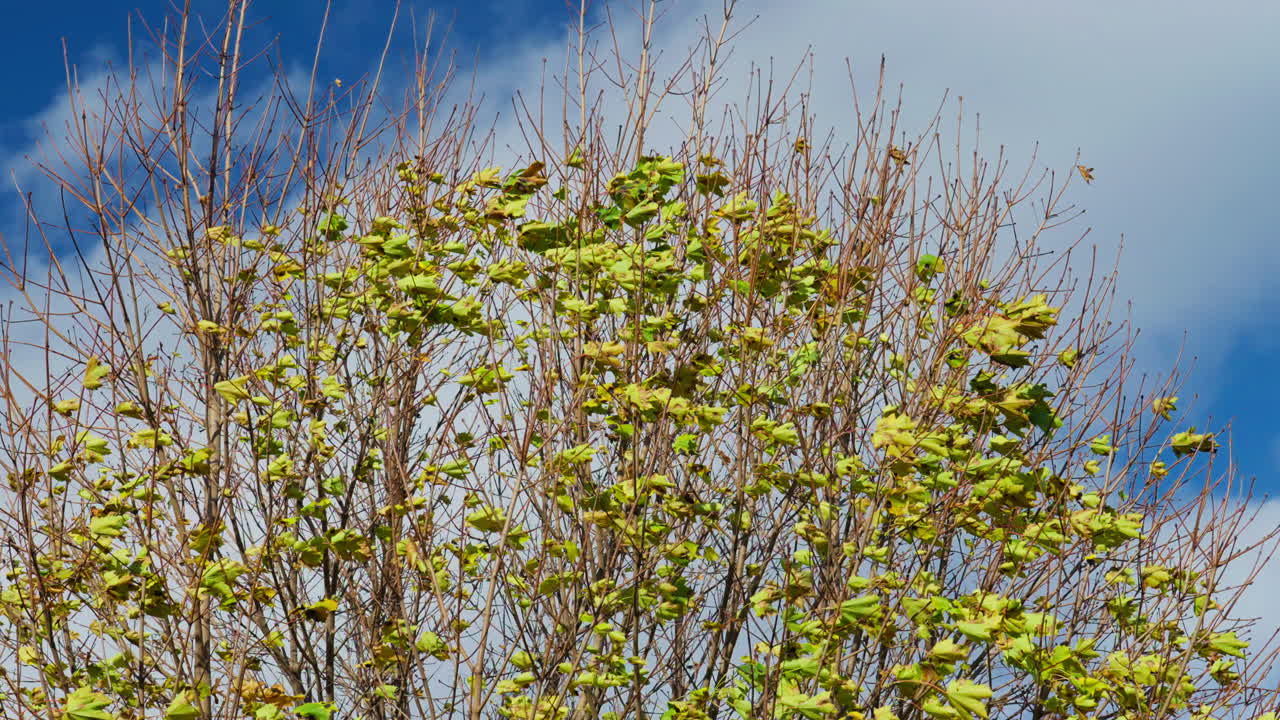 Leafy tree top sways against blue sky and clouds, serene outdoor nature scene