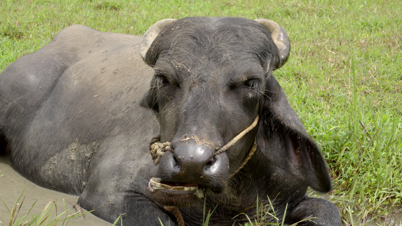 búfalo indio pastando en el campo de arroz y tierra húmeda con hierba