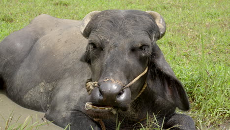 indian-buffalo-grazing-in-paddy-field-and-wet-land-with-grass