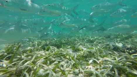 underwater scene of fish swimming over a lush seabed covered in green seaweed, daytime