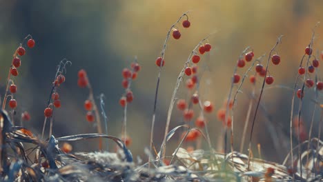 Rote-Beeren-An-Den-Verwelkten-Stängeln,-Umgeben-Von-Trockenem-Gras-Und-Blättern-In-Einer-Nahaufnahme