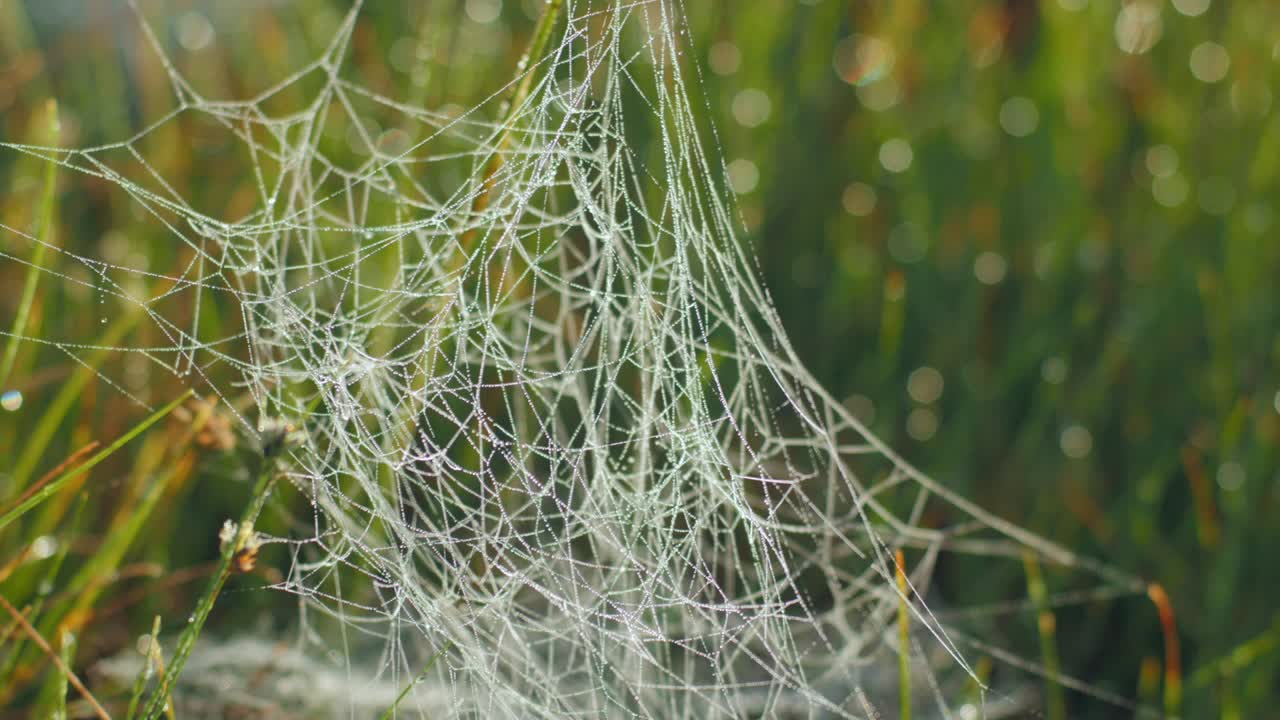 습지 에서 아침 이 내리는 이슬 으로 인 거미줄