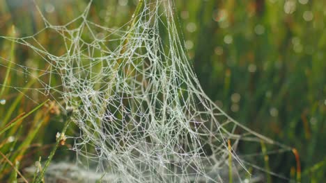 la telaraña cubierta de rocío matutino en las marismas