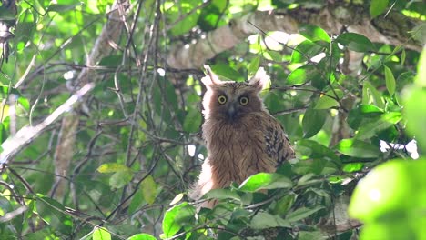 The-Buffy-Fish-Owl-is-a-big-owl-and-yet-the-smallest-among-the-four-Fish-Owls