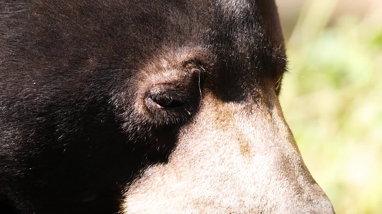 Detailed view of a sun bear's face, highlighting its eyes and fur in bright sunlight.