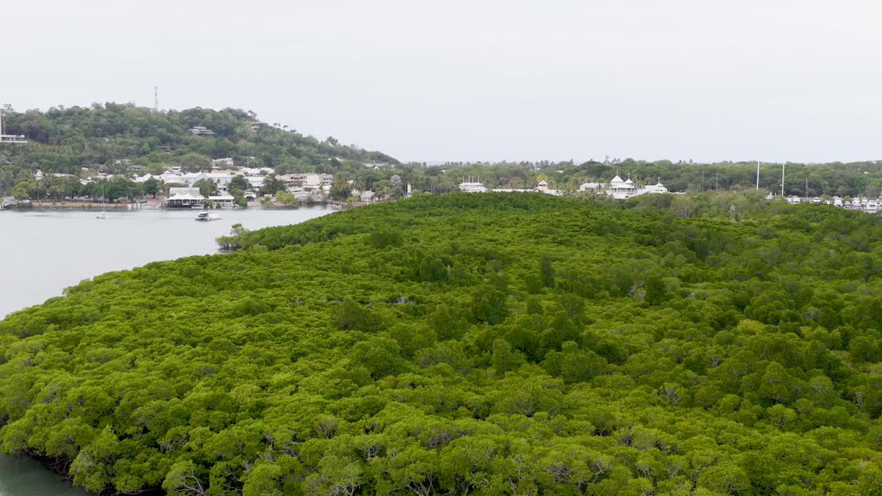 Drone footage captures expansive mangrove forest and winding river under overcast skies, showcasing natural beauty and serene landscape