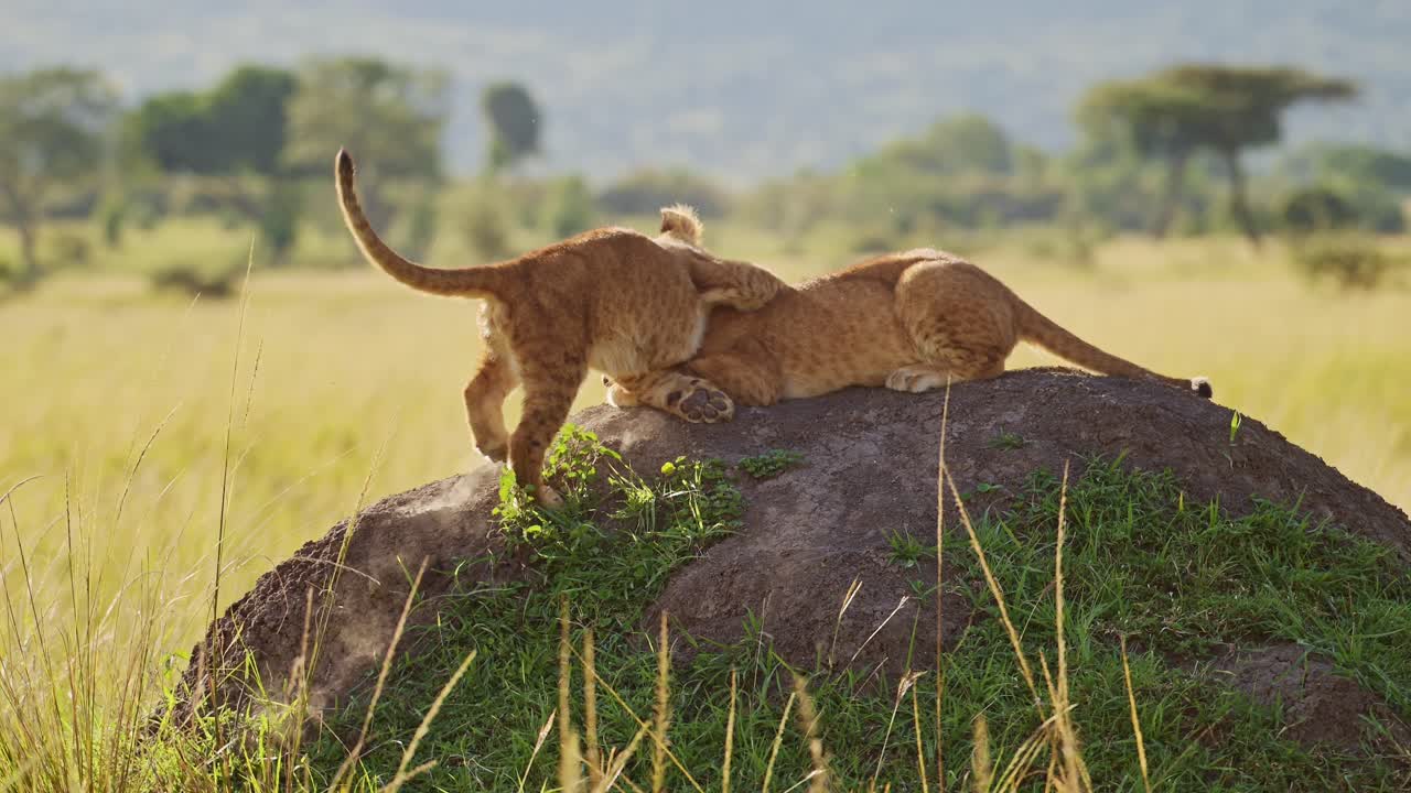 slow motion van schattige leeuwen welpen spelen in afrika, twee jonge grappige schattige baby dieren, speelse leeuwen trots in masai mara, kenia, spelen vechten en klimmen termieten heuvel, afrikaanse wildlife safari