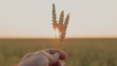 la mano del agricultor sosteniendo varios pinzones de trigo, vista en primera persona