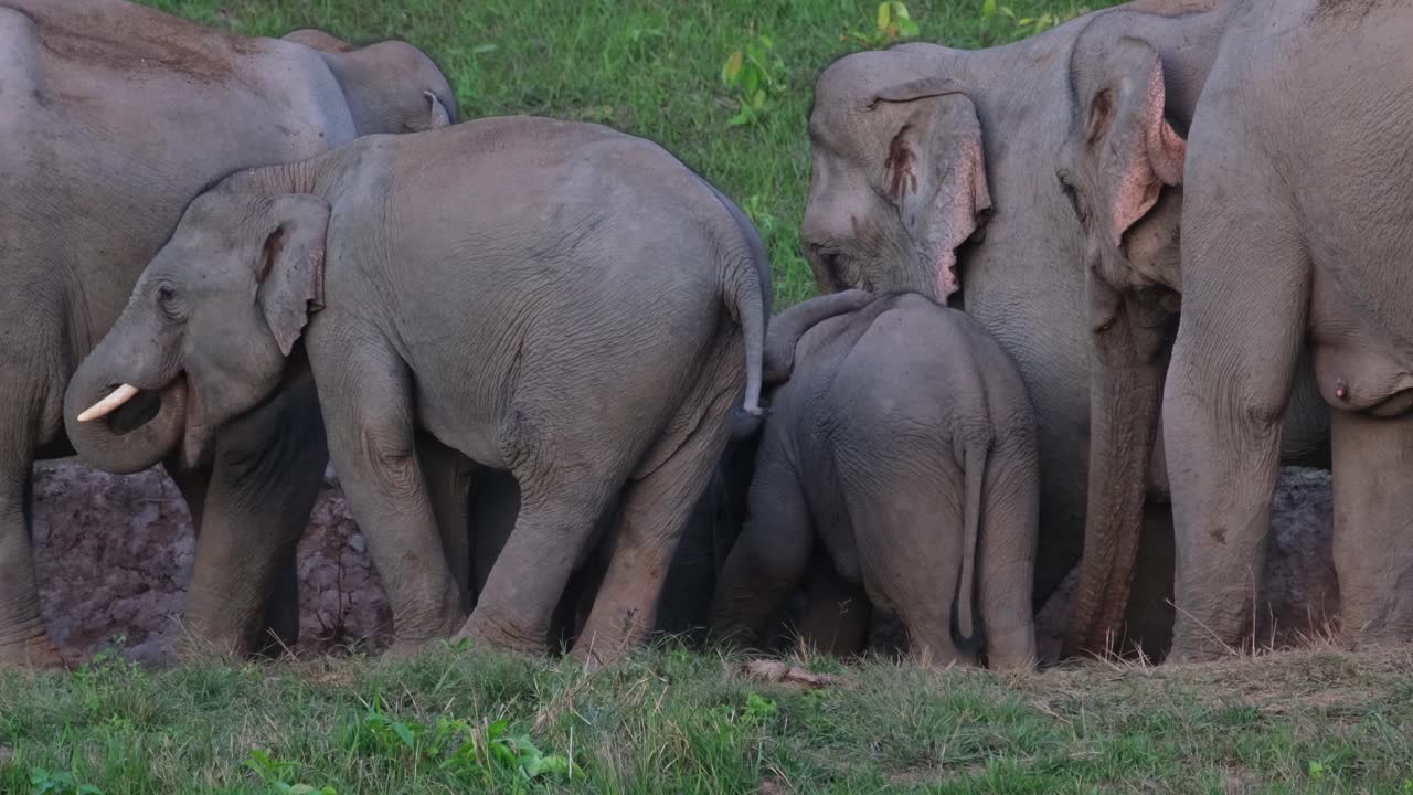 Close up of young elephants nudging each other with their mothers in the salt lick, Khao Yai National Park, Indian Elephant Elephas maximus indicus, Thailand