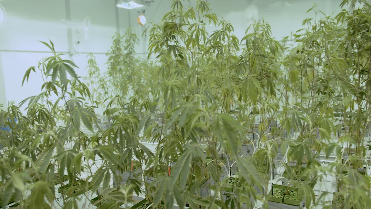 cultivar plantas de cannabis y marihuana en casa