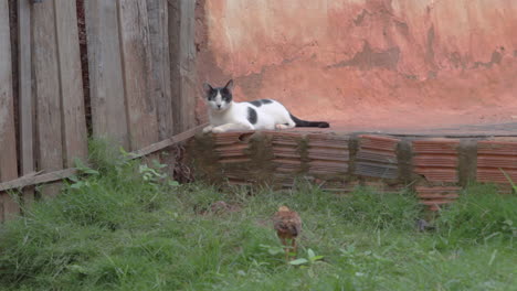 a cat rests while watching a small chicken scratching around it in the backyard of a house