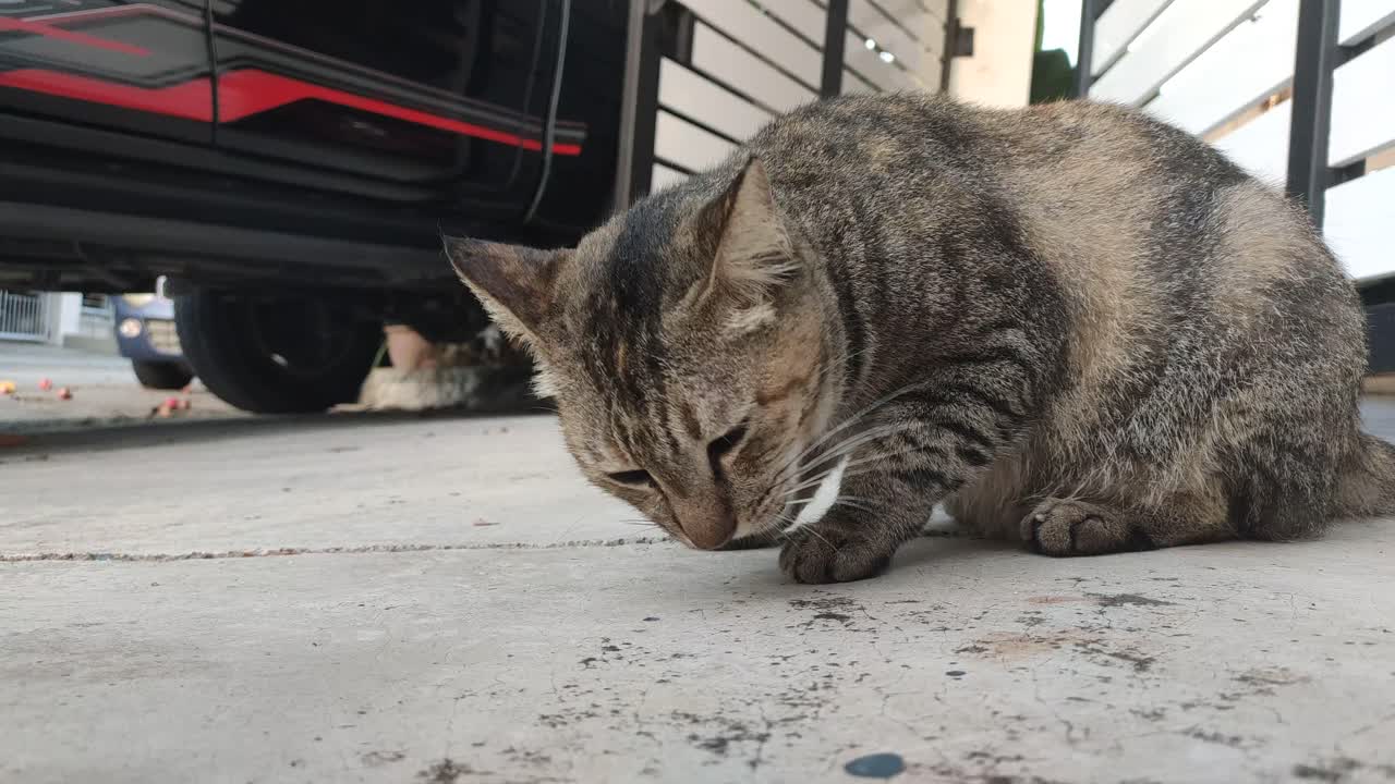 Grey Tabby Cat Eating Food Outdoors