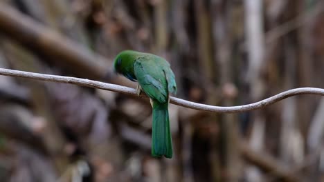 The-Blue-bearded-Bee-eater-is-found-in-the-Malayan-peninsula-including-Thailand-at-particular-forest-clearings