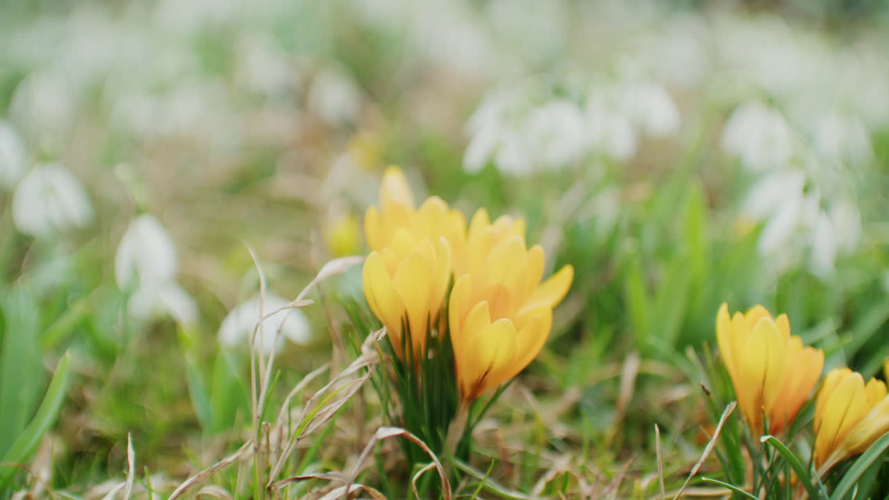 крупный план зимнего аконита, растущего возле поля подснежников солнечным утром в конце февраля на юге германии