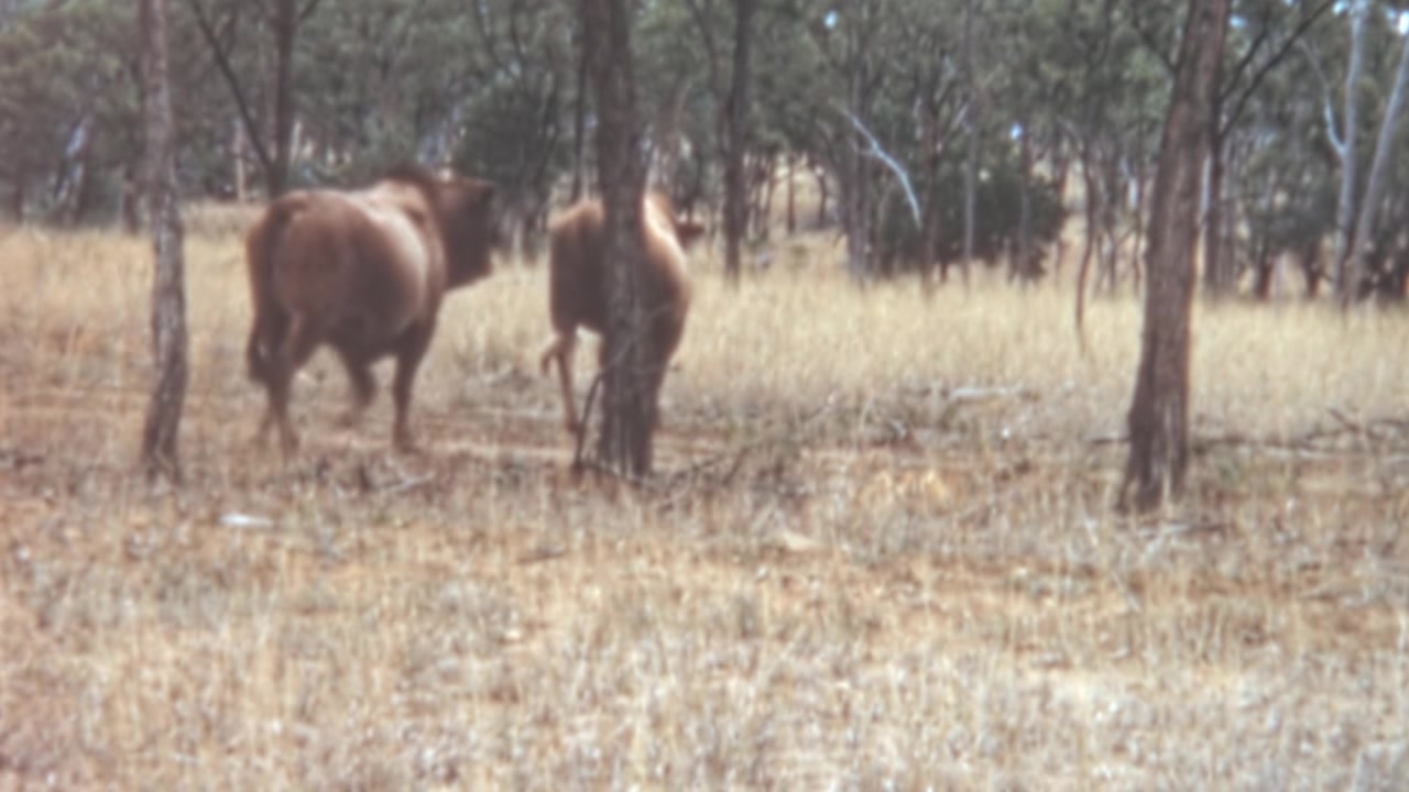 Bovini gobbi marroni (Bos indicus) camminano attraverso un paesaggio arido e scarsamente boscoso di erba gialla alta e alberi esili nell'outback australiano in filmati d'archivio degli anni '60. Movimento lento