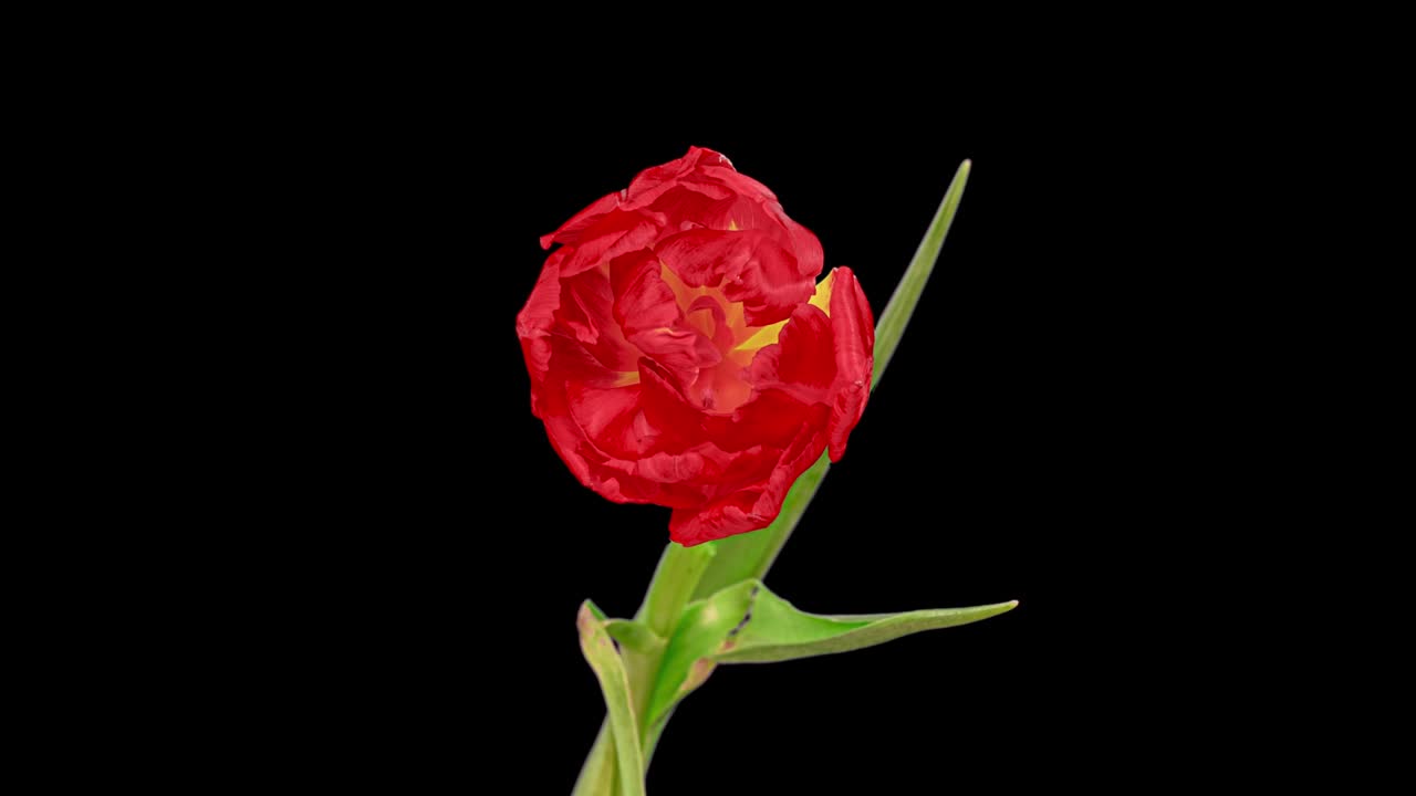 Top View Growing red Bud Tulip Flower. Amazing Beautiful Blooming Plant in Timelapse. Lovely Romantic and Natural Backdrop Wedding Decoration Flower in Growing Process Closeup 4k, Valentine's Day love