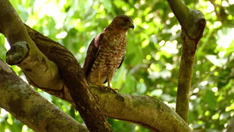 close-up of a broad-winged hawk standing on a branch