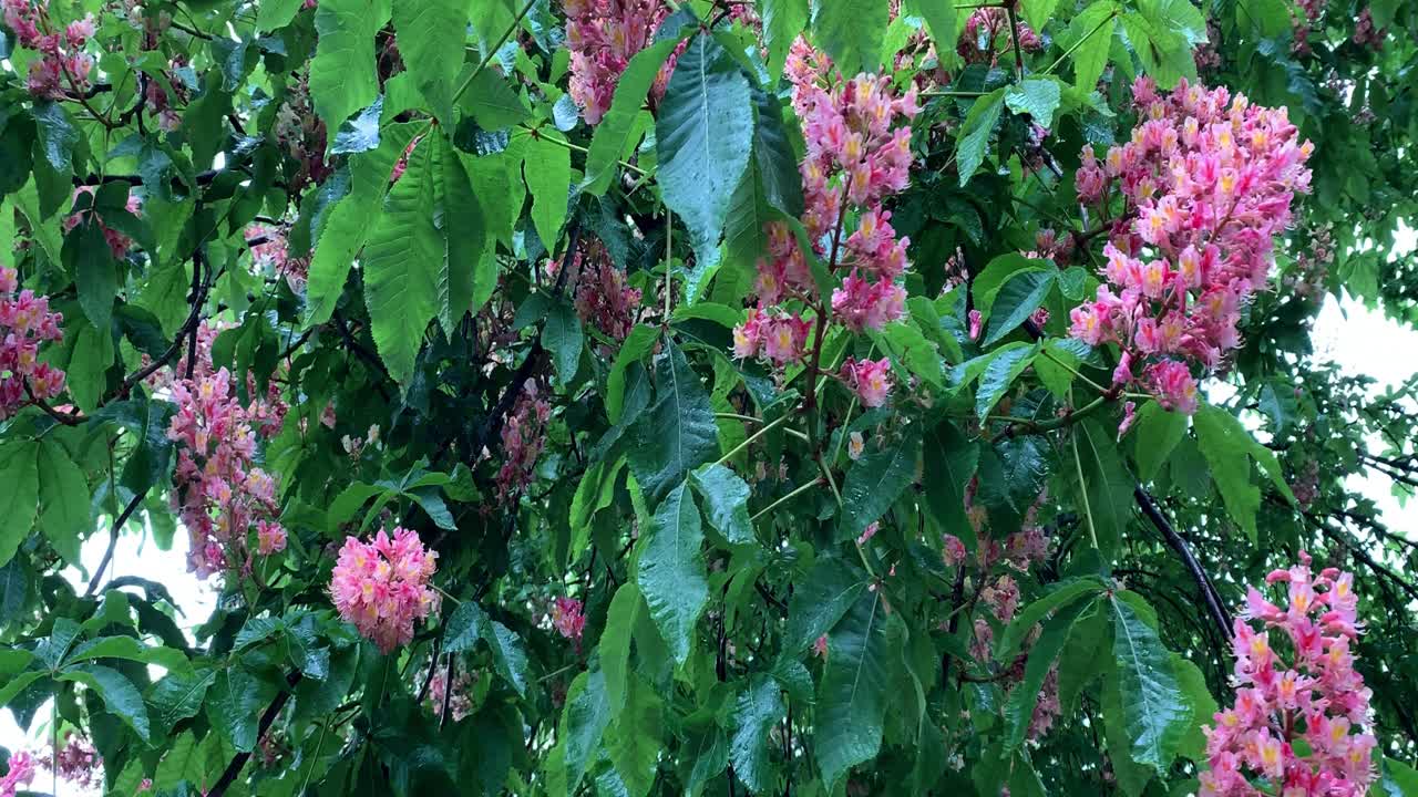 Pink flowers on a chestnut tree are affected by wind and rain