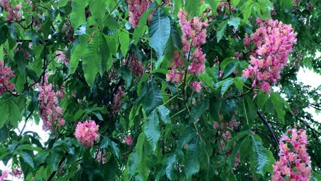 pink flowers on a chestnut tree are affected by wind and rain