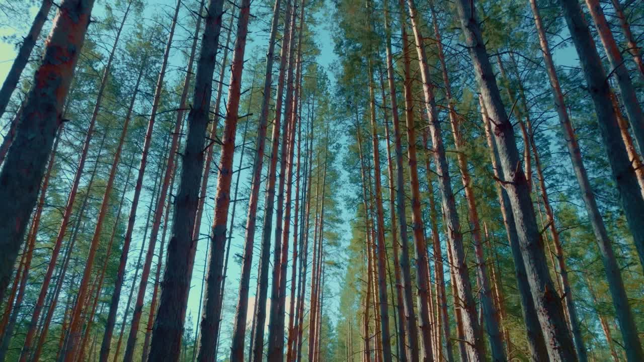 viajar en un hermoso bosque de pinos en fin de semana, ecoturismo en la naturaleza, caminar entre abetos, 4k, prores