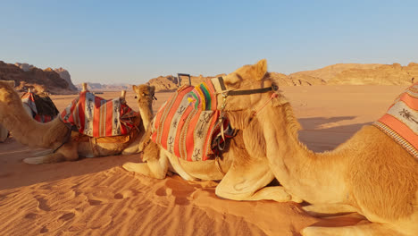 los camellos se acuestan esperando bajo el cegador sol del desierto de wadi rum