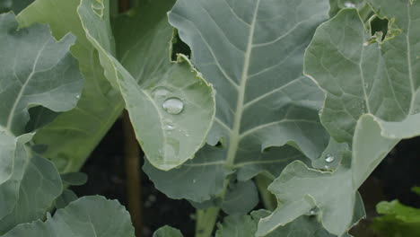 Primer-Plano-De-Una-Planta-De-Brócoli-Que-Crece-En-Una-Cama-Elevada