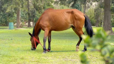 static shot of beautiful brown horse eating green grass in nature